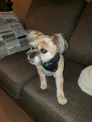 Looking Sharp Grooming