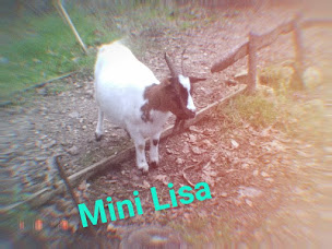 Photo n°15 de Le Domaine des Minis à Arvert (Ferme)