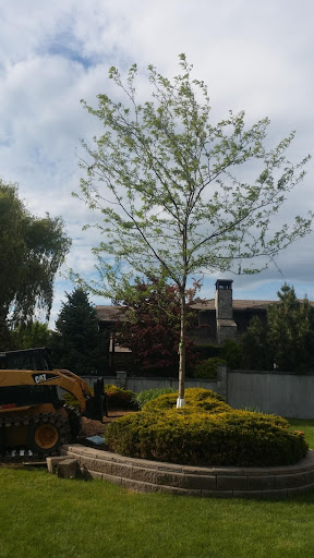 AAA Okanagan Tree Movers and Bobcat Services - Thumbnail