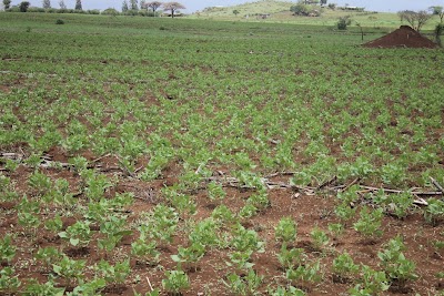 Photos of ARTHUR NJUGUNA'S FARM
