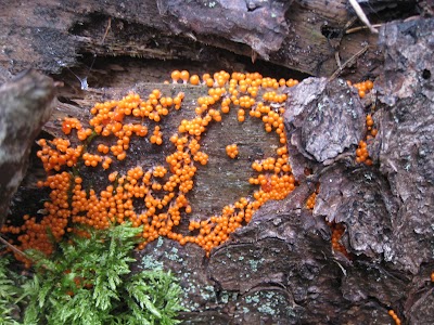 Photos of Saare j&auml;rve &otilde;pperada