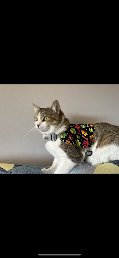 Pawesome Gear - Thumbnail