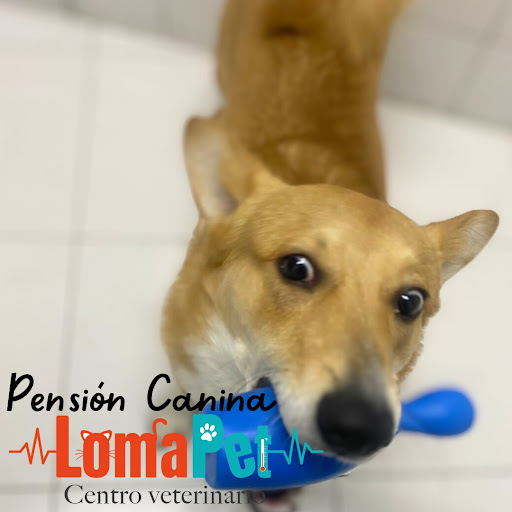 Lomapet Centro Veterinario 24 horas