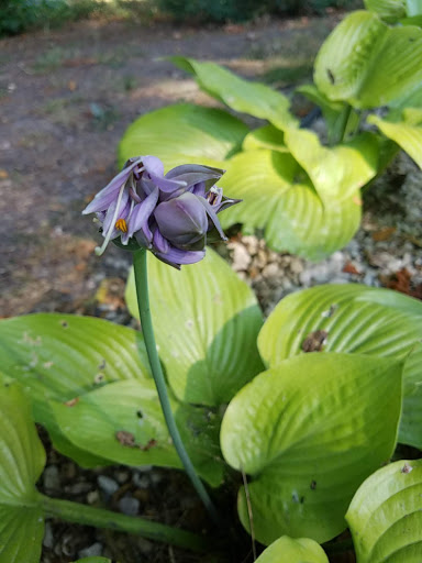 de LaGorgue Public Garden - Thumbnail