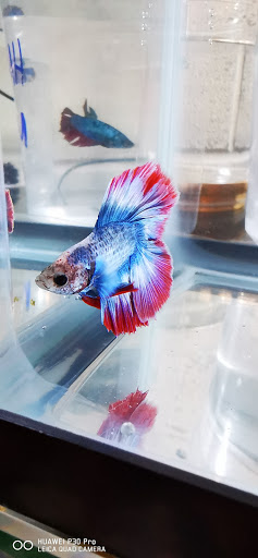 The Betta House - Thumbnail