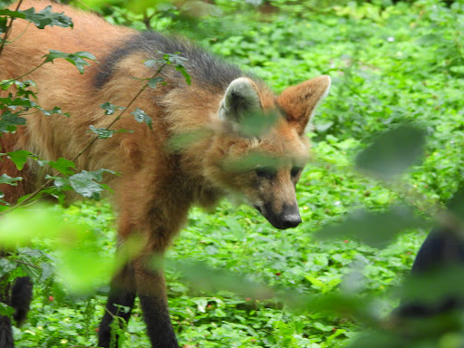Mähnenwolf [Wolfsgehege] - Thumbnail