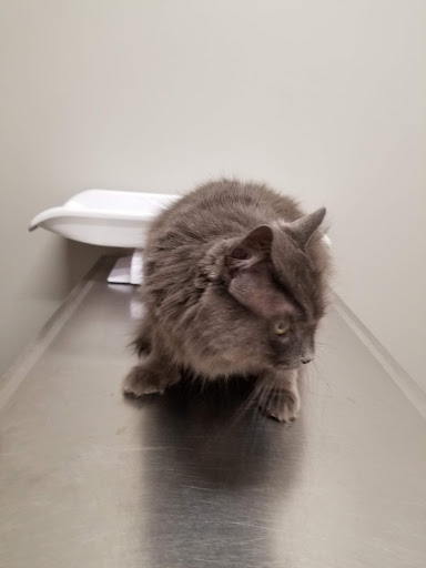 Animed Pet Hospital - Thumbnail