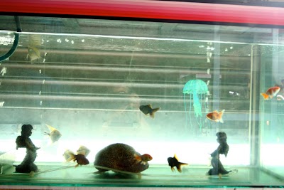 Photos of A-one Aquarium Shop