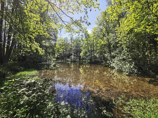Froschteich - Visual