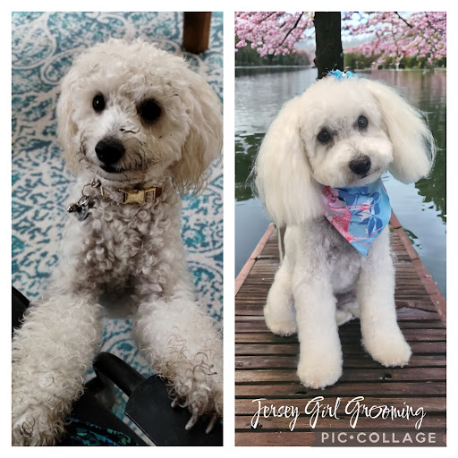 Jersey Girl Grooming LLC - Thumbnail