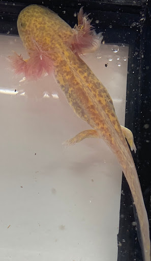 Gem City Axolotls LLC - Thumbnail