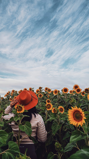 South Eyre Sunflowers - Thumbnail