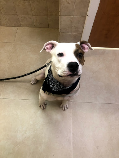 Biscayne Animal Hospital - United States
