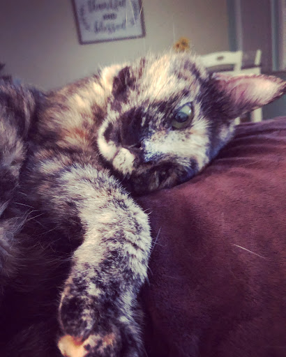 Northwoods Animal Hospital - Thumbnail