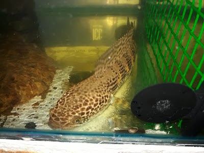 Photos of Pearl Aqua Pets