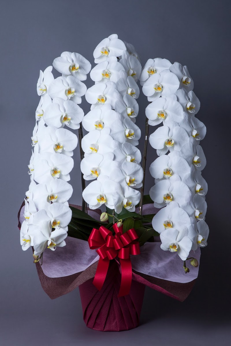 かつらお胡蝶蘭合同会社