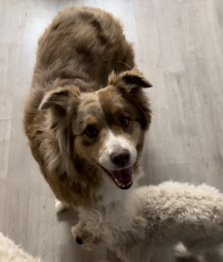Sycamore Veterinary Hospital - Thumbnail