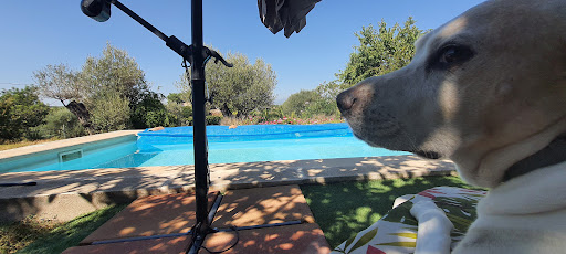 Hotel para perros Ca Na Sareta - Guardería Canina / Guardería Felina