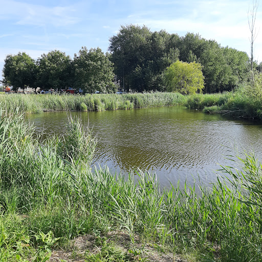 Aalscholver