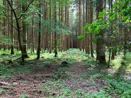 Forsttümpel - Visual