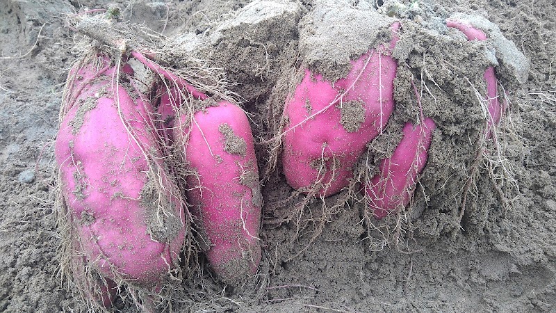 筋肉農場 とりたて新鮮季節野菜