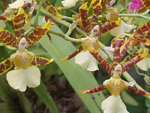 Jardin Orquidario - Thumbnail