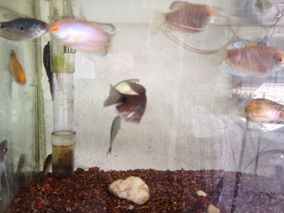 Photos of Acuario Acualandia