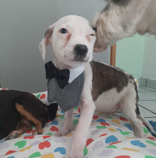 Centro Veterinario de Esterilización Puck