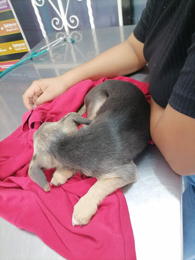Clinica Veterinaria Los Angeles - Thumbnail