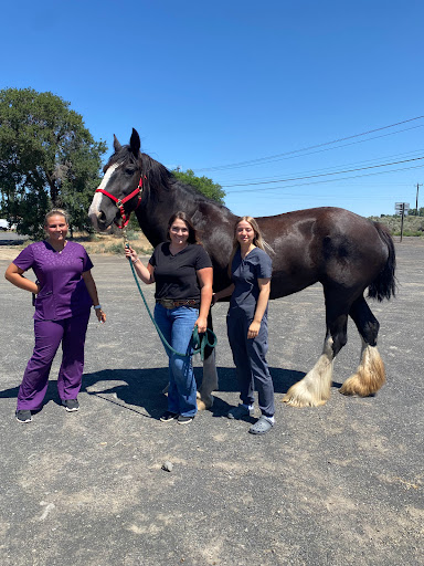 Morrison Mobile Veterinary Services - Visual