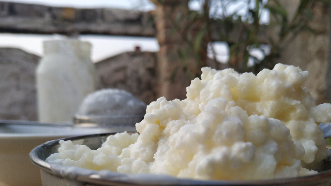 Organic Live Milk Kefir Grains - Quality Kefir