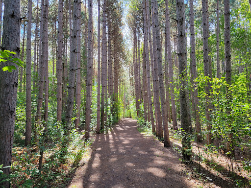 Pinhey Forest