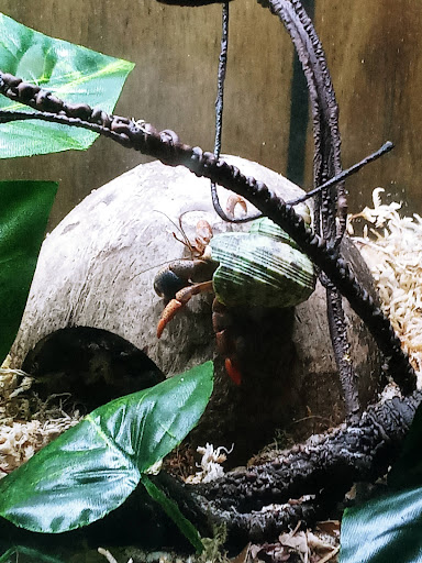 Mrs. K's Krabs