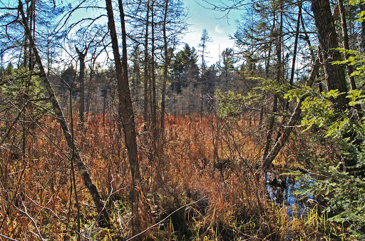 Mondeaux Hardwoods State Natural Area - Thumbnail