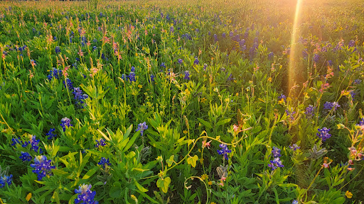 Bearcat Park - Visual