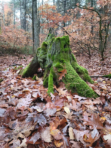 Peabody Town Forest - Thumbnail