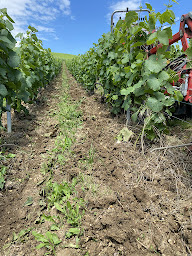 Photo n°8 de SAS VitiPro à Troissy (Établissement vinicole)