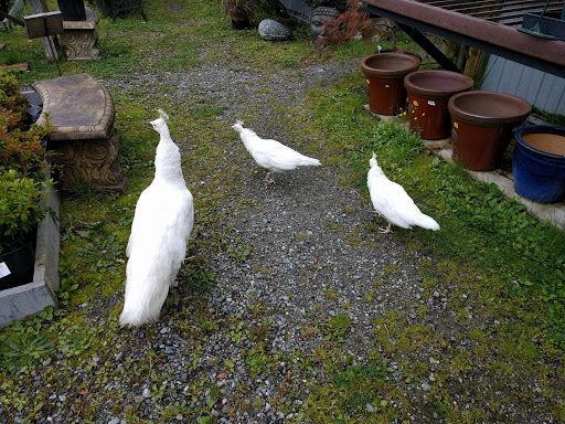 Springtime Garden Centre Gallery - Canada
