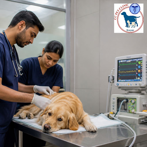 When your pet suddenly falls sick or gets injured, every minute matters. Having a trusted emergen…