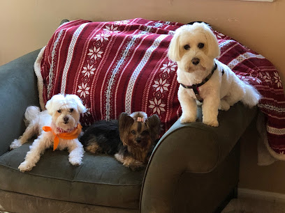 South Florida Pet Sitter