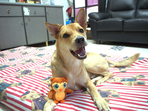 EverVet Veterinary Clinic (Bedok) - Thumbnail