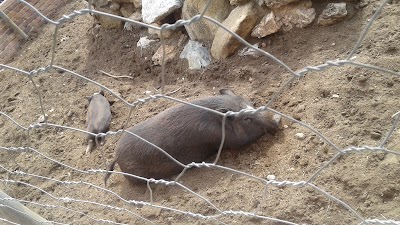 Photos of Pietersburg Snake & Reptile Park