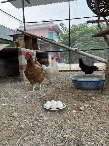 Looking for a peaceful escape from the city? Amaltas Farm is a nature-focused eco farm stay and v… post image