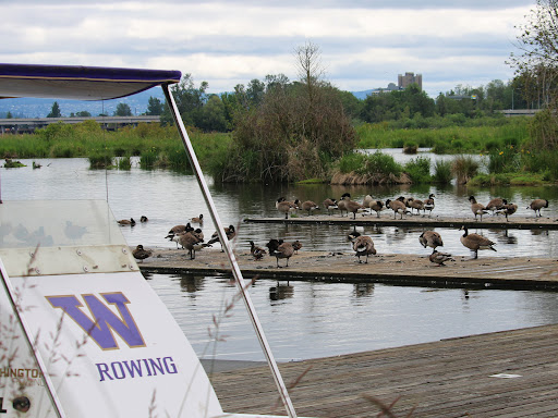 University of Washington Rowing - Thumbnail