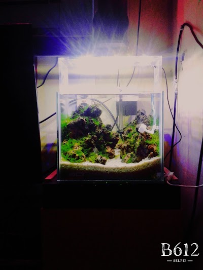 Photos of Shinichi Aqua Design (saung SAD)