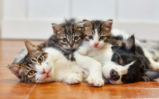 Great Pet Baskets
