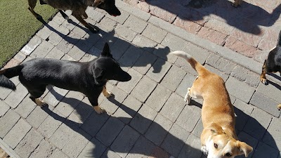Photos of ANIMAL ANTI-CRUELTY LEAGUE