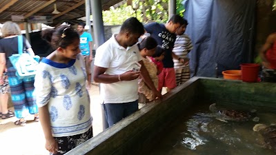 Photos of Marine Turtles Protecting Centre