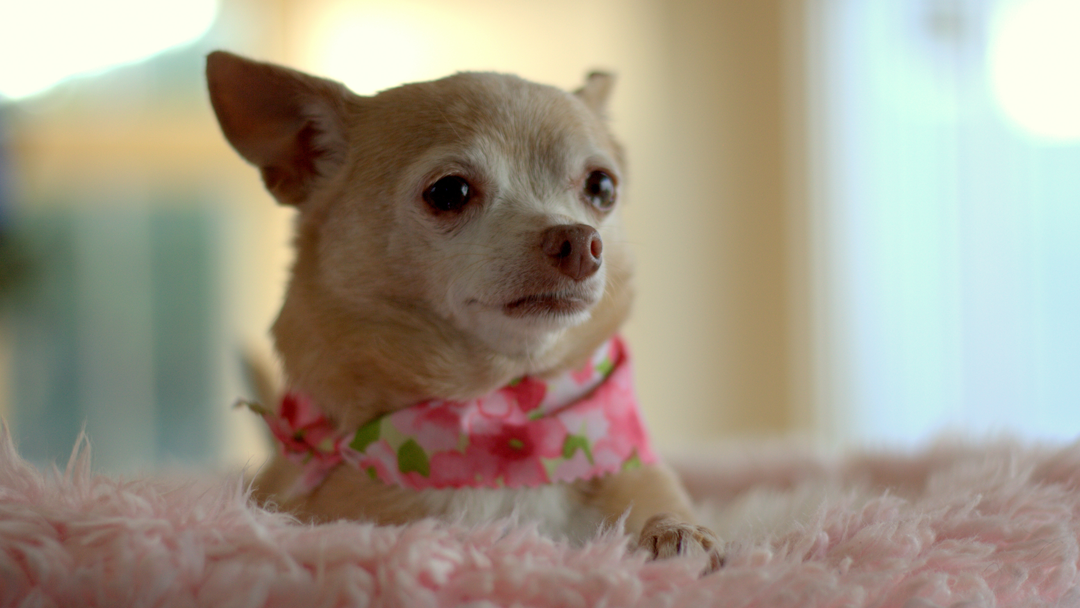 Dog Spot Hotel