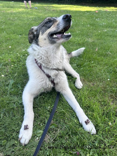 Hundeschule Splitek photo